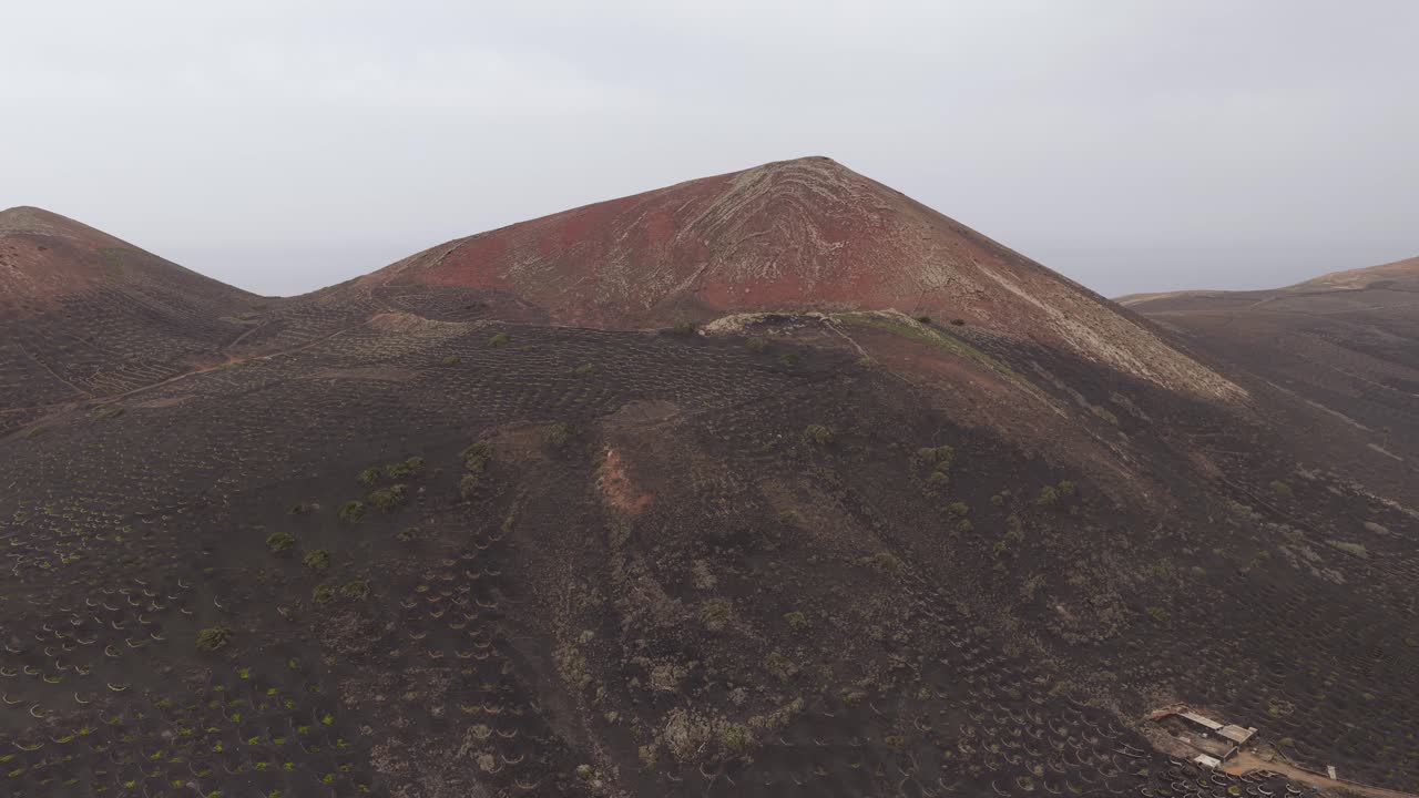 Vineyards Of La Geria On Volcanic Hill In Timanfaya National Park, Lanzarote, Spain. ascending drone shot