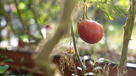 Tomate-Rojo-Jugoso-Que-Crece-En-El-Patio-Trasero-De-Cerca-En-La-Mañana-Seattle-Washington