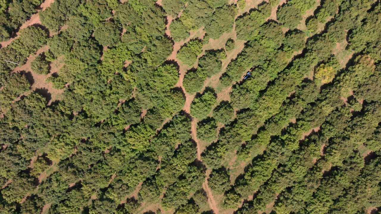 vista hacia abajo de los campos de aguacate en michoacan 2