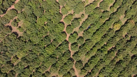 Vista-Remolcada-De-Campos-De-Aguacate-En-Michoacán-2