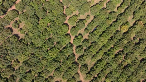 tow down view of avocado fields in michoacan 2
