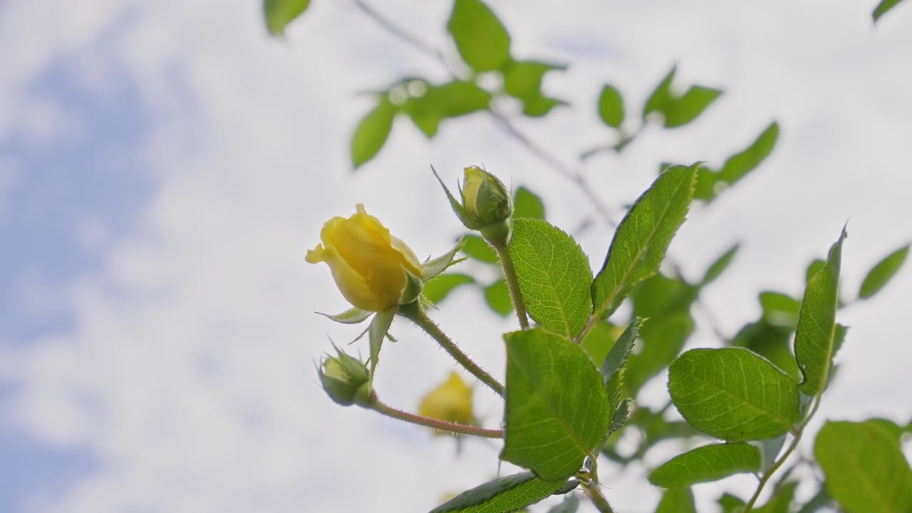 Low angle view of a yellow rose blooming on a thorny branch with green buds and leaves reaching up toward a soft cloudy blue sky, showcasing the natural beauty and graceful growth of a flowering rose