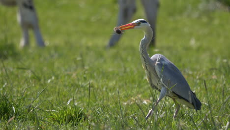 tracking shot of wild heron bird catching mouse in meadow with beak during hunt in nature