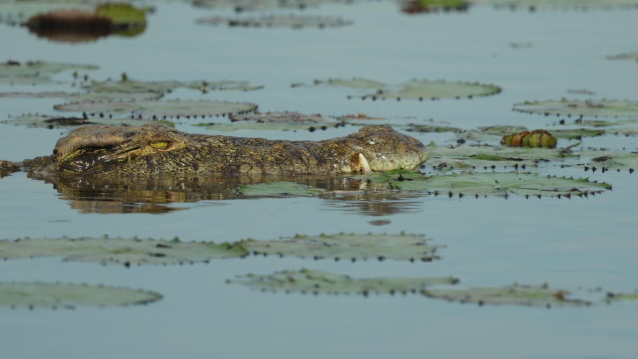 Medium closeup of a Nile crocodile's head while the animal is swimming through a river, Chobe National Park