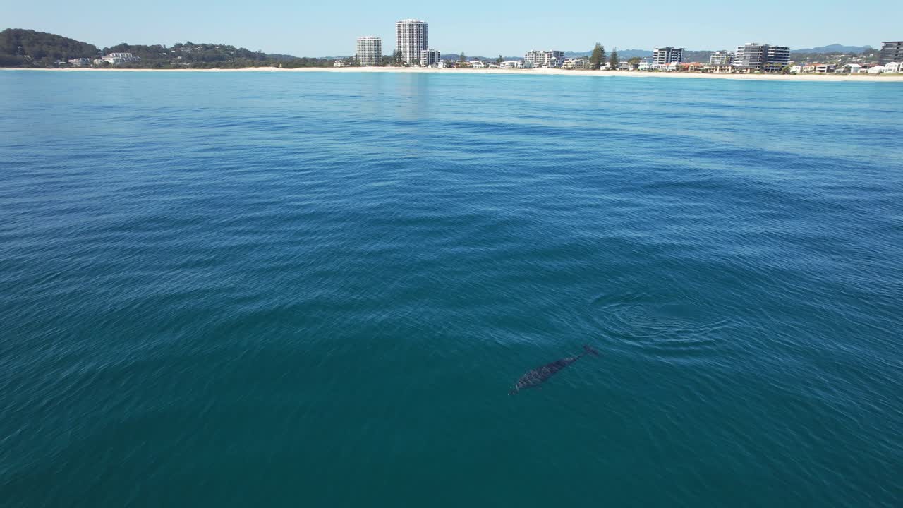 호주 골드코스트의 비치에 있는 블루오션에 있는 바구니 코 돌고래 - 드론 촬영