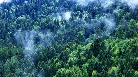 aerial slow orbiting view of a dense conifer forest blanketed in morning mist, with sunlight diffusing through drifting fog