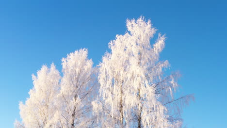 White-hoarfrost-covered-birch-trees-against-blue-sky-on-sunny-cold-winter-morning