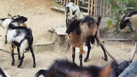 goats in a zoo enclosure