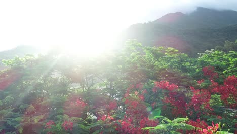 beautiful red royal poinciana or flamboyant flower (delonix regia) in sunrise after rain