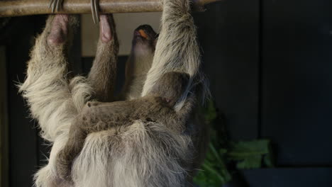 Baby-sloth-clinging-to-mom-while-she-eats