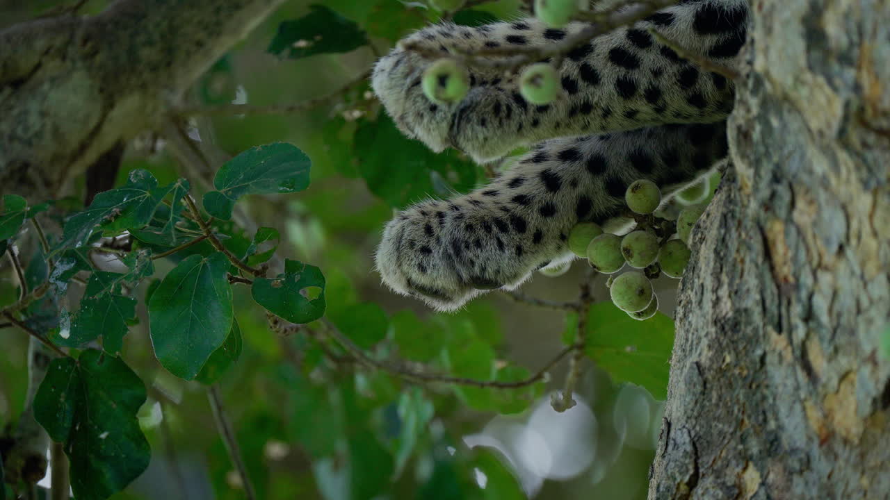 Leopard's Paws in a Tree