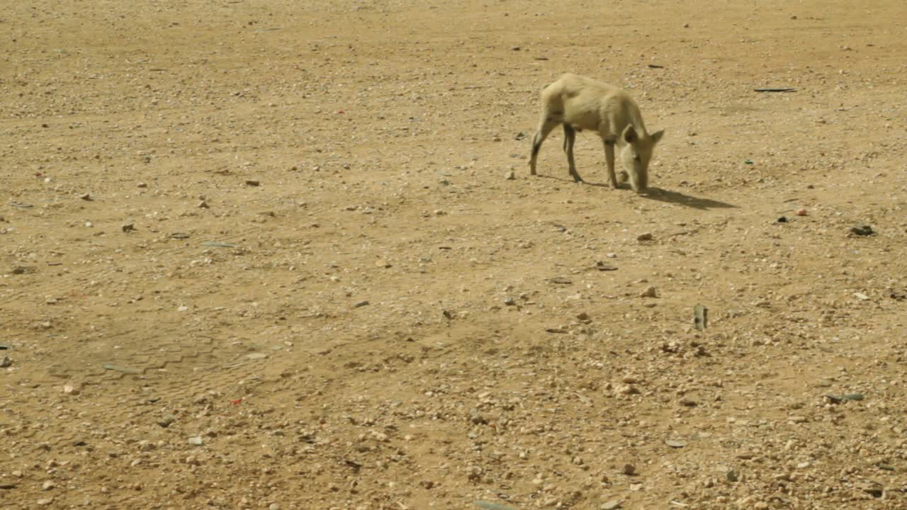 Skinny piglets walking in the Guajira desert, northern Colombia