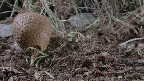 armadillo eats and turns around in forest - shielded mammal