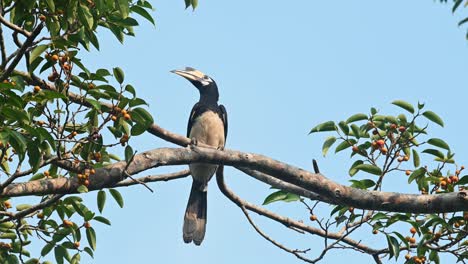 Cálao-De-Varios-Colores-Oriental,-Anthracoceros-Albirostris,-Parque-Nacional-De-Khao-Yai,-Tailandia