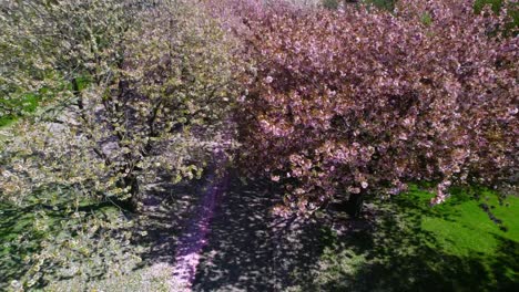 White-and-pink-cherry-blossom-trees