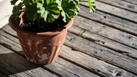 red geranium in a pot on a wooden deck