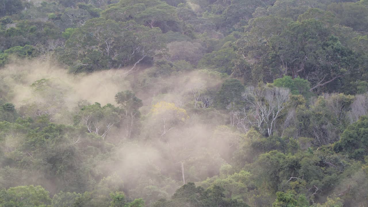Early morning pan over the misty rain forest in Peru