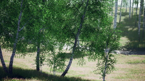 birch forest in sunlight in the morning