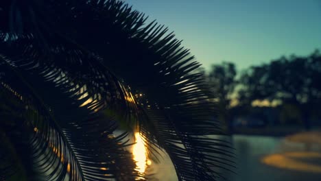 sunset over a lake with palm trees