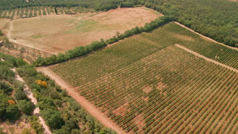 rows of grapevines seen from above the sant'angelo in colle, tuscany, central italy