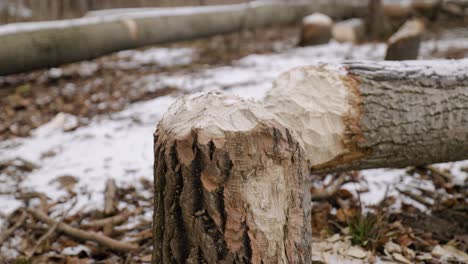 Freshly-Gnawed-Tree-Stump-with-Fallen-Logs-from-Canadian-Beaver