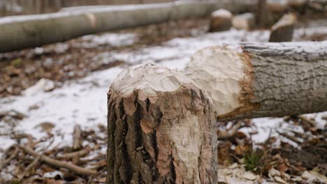 freshly gnawed tree stump with fallen logs from canadian beaver