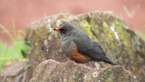 view of an olive thrush perching on rock - close up