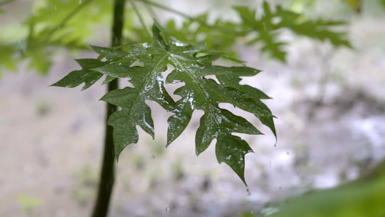 lluvia fuerte cayendo sobre la hoja de papaya, sacudiendo las gotas de lluvia de cerca