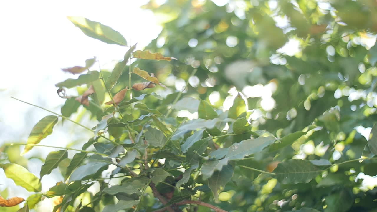 햇빛은 나무 잎 사이로 터진다