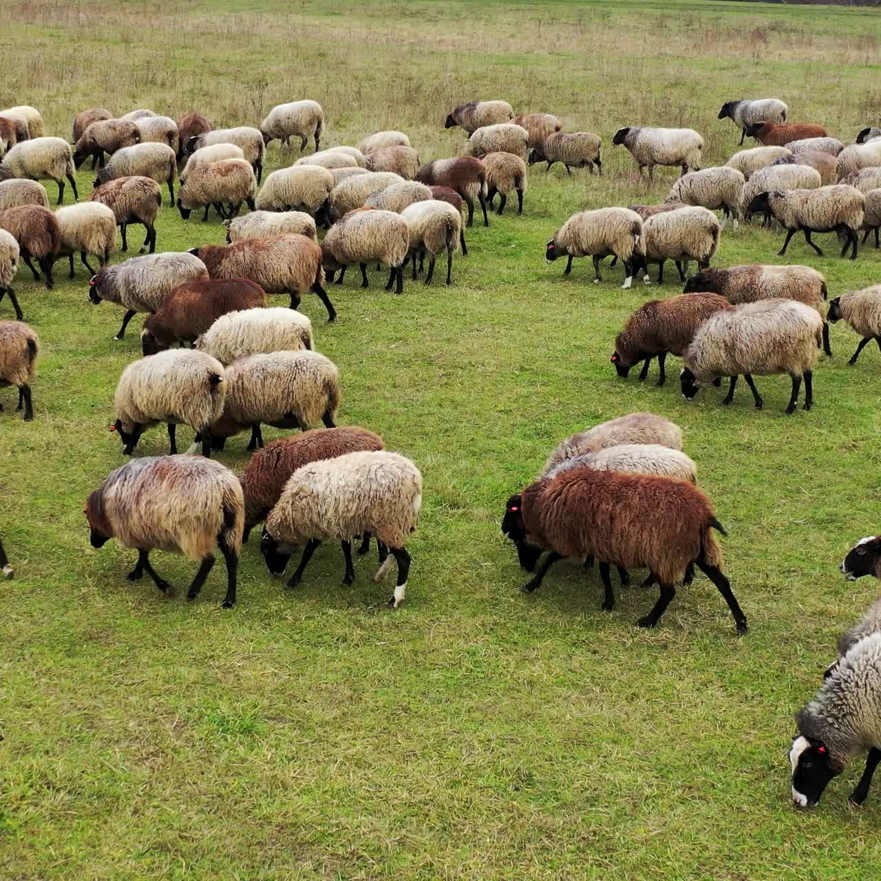Sheep grazing in a field. Aerial view of a farm with sheeps