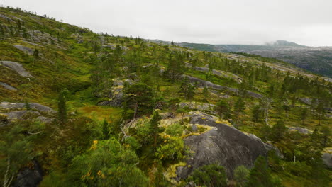 Flying-over,-living,-organic-landscape-terrain-of-trees,-moss-and-grass