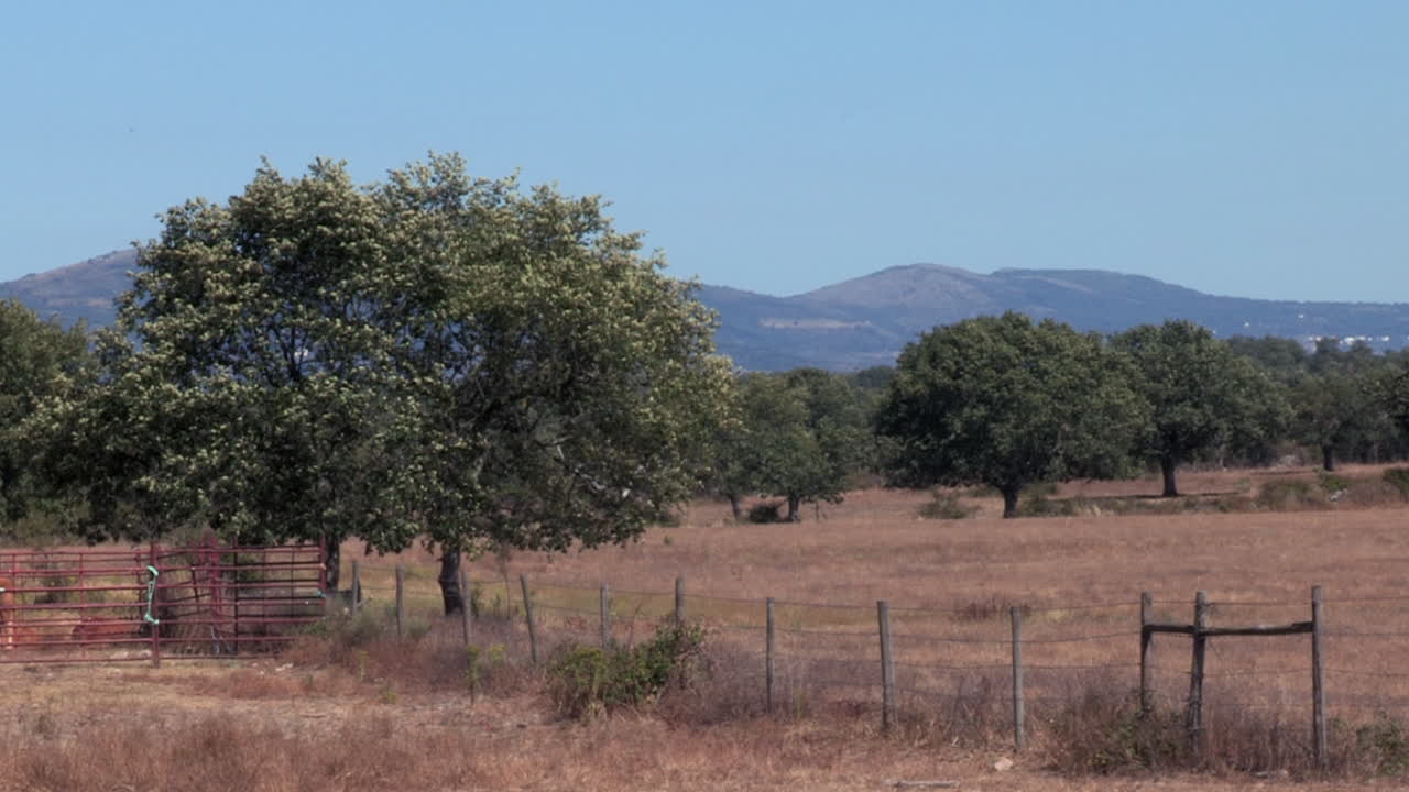 Alentejo kırsal manzarası; kuru ve kahverengi otlar, mantar meşesi ağaçları ve arka planda dağlar.