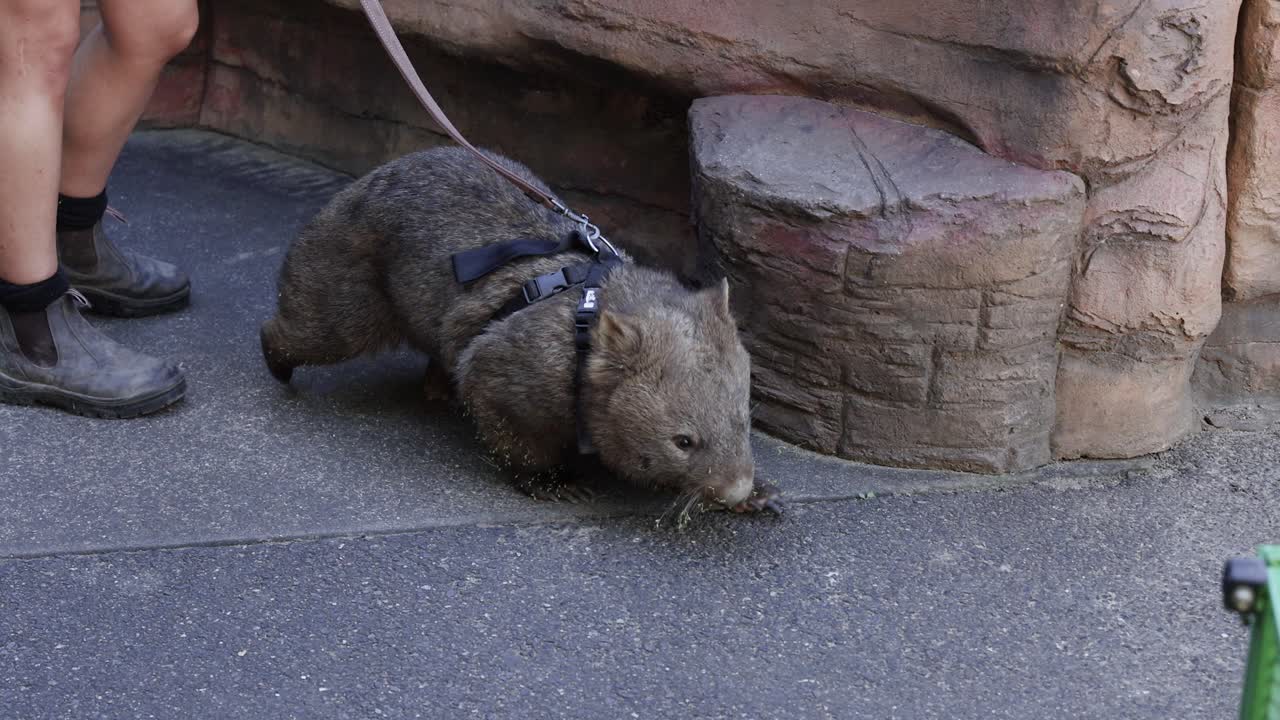 Wombat being walked by a person