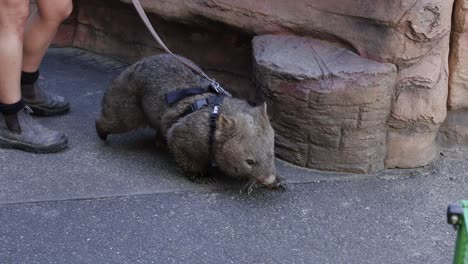 wombat siendo paseado por una persona