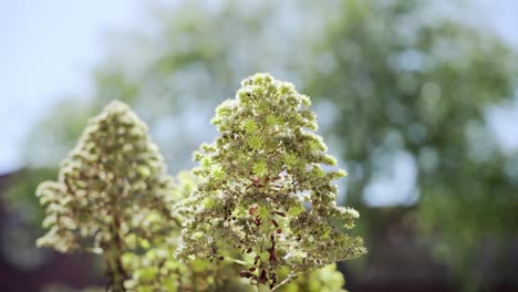 Planta-Verde-En-Un-Día-Soleado-En-El-Centro