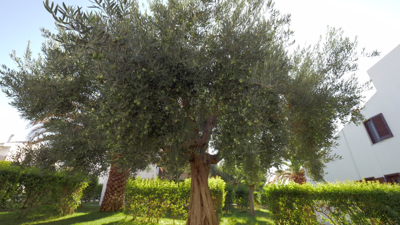 árbol cubierto de aceitunas verdes