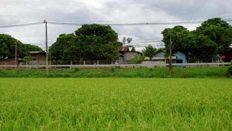 Wide-tracking-shot-of-female-slowly-biking-through-village-and-fields,-Thailand