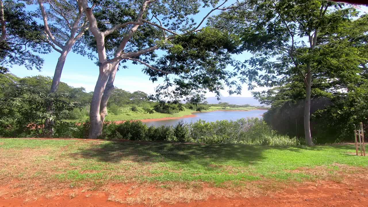 hermosa naturaleza y árboles en plantaciones en hawaii
