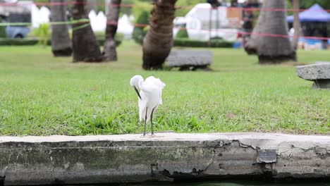 white egret walking through a grassy park.