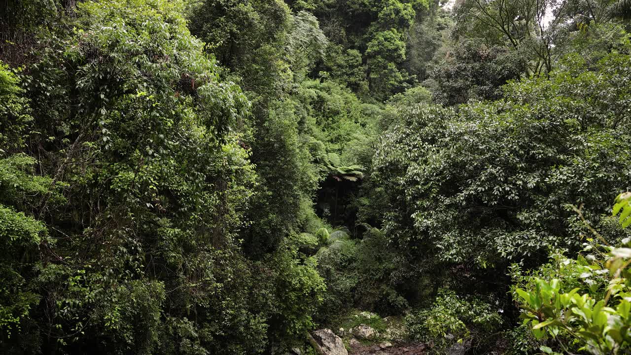 Inquadratura dettagliata della foresta lungo il sentiero escursionistico, Natural Bridge, Parco Nazionale di Springbrook
