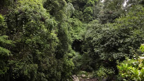 Detailed-shot-of-the-forest-along-the-walking-trail,-Natural-Bridge,-Springbrook-National-Park