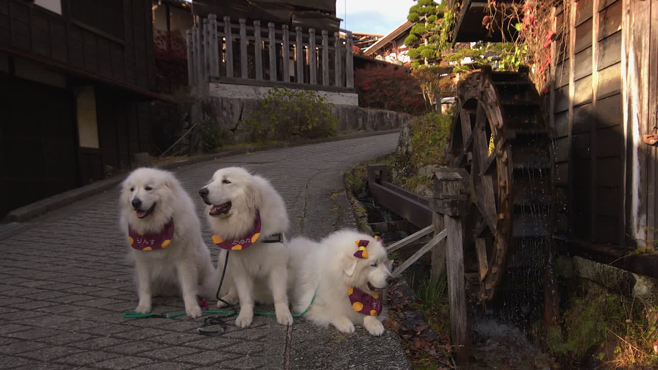 Tre enormi e adorabili cani da montagna dei Pirenei posano accanto alla ruota idraulica di Tsumago