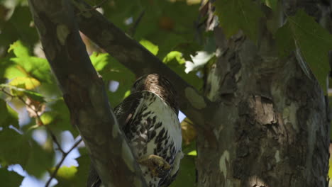 Hawk-in-a-tree