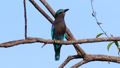 The-Indian-Roller-is-common-in-Thailand,-readily-seen-when-travelling-to-the-province-and-national-parks