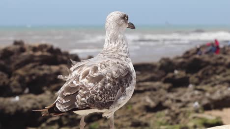 Juvenile Seagull on a Rocky Beach
