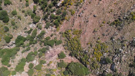 Von-Oben-Nach-Unten-Aufsteigende-Antenne-über-Dürrer,-Trockener-Landschaft-Mit-Wenigen-Grünen-Büschen