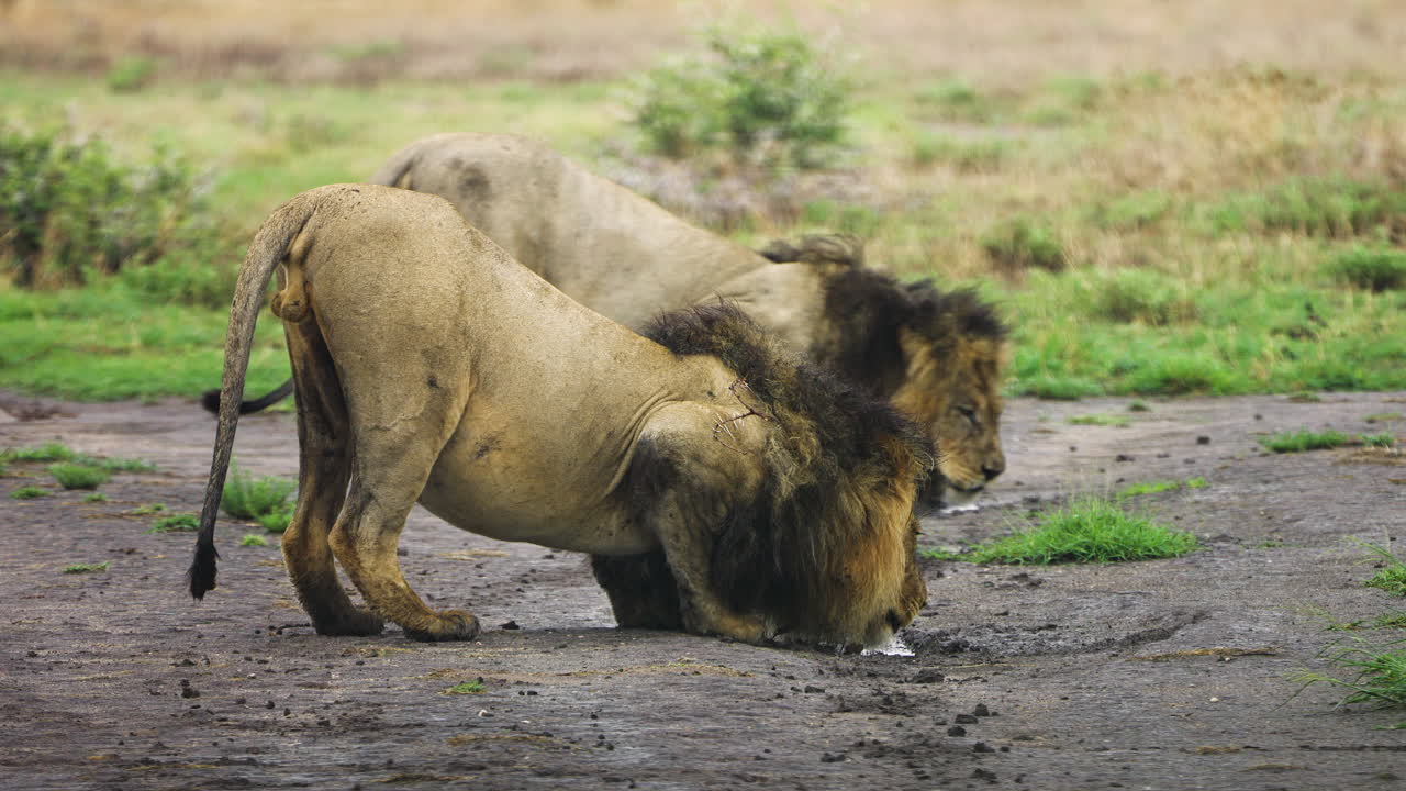 Fixed full shot of two adult lions drinking water from a puddle in Central Kalahari Game Reserve in Botswana Southern Africa