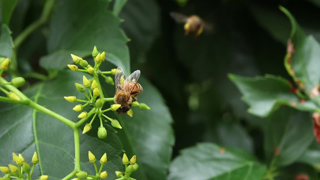 primer plano de abeja recogiendo polen y néctar de una planta verde