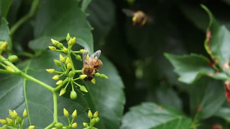 Primer-Plano-De-Abeja-Recogiendo-Polen-Y-Néctar-De-Una-Planta-Verde