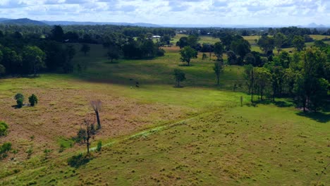 evergreen animal grassland and panoramic greenery on a countryside nearby brisbane city, qld, australia